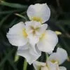 Future Forests Iris Sibirica Snow Queen More