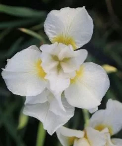 Future Forests Iris Sibirica Snow Queen More