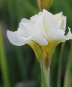 Future Forests Iris Sibirica Snow Queen More