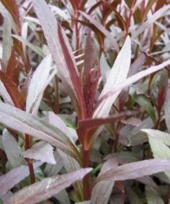 Future Forests Lobelia Cardinalis Queen Victoria