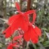 Future Forests Lobelia Cardinalis Queen Victoria