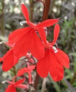 Future Forests Lobelia Cardinalis Queen Victoria