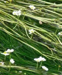 Future Forests Ranunculus Aquatilis - Common Water Crowfoot (Oxegenator) More