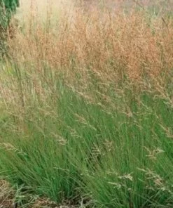 Future Forests Molinia Caerulea Moorhexe