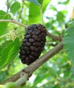 Future Forests Fruit Black Mulberry