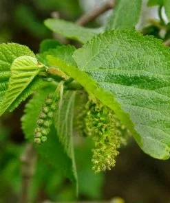 Future Forests Fruit Black Mulberry