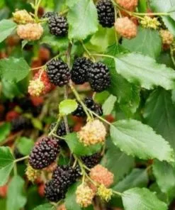 Future Forests Morus Rotundiloba BonBonBerry® Mojo Berry Fruit