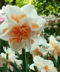 Future Forests Bulbs Daffodil Delnashaugh