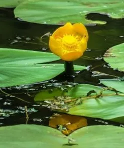 Future Forests Nuphar Lutea - Yellow Water Lily More