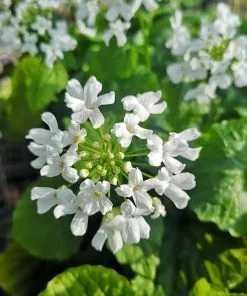 Future Forests More Pachyphragma Macrophyllum
