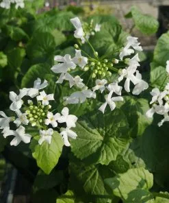 Future Forests More Pachyphragma Macrophyllum