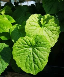 Future Forests More Pachyphragma Macrophyllum