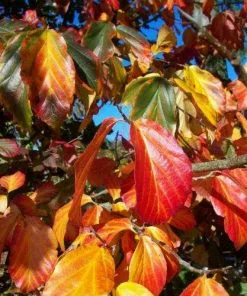 Future Forests Trees Parrotia Persica - Persian Ironwood