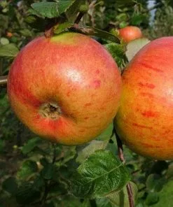 Future Forests Apple Peasgood Nonsuch Fruit