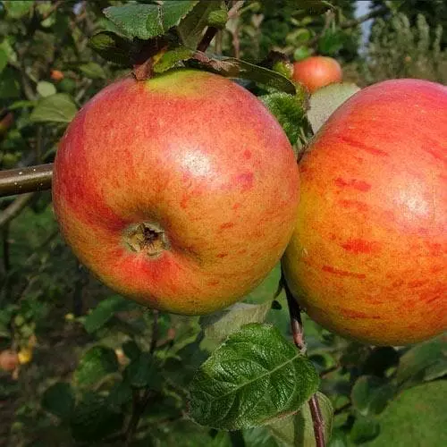 Future Forests Apple Peasgood Nonsuch Fruit 3 Future Forests Apple Peasgood Nonsuch Fruit