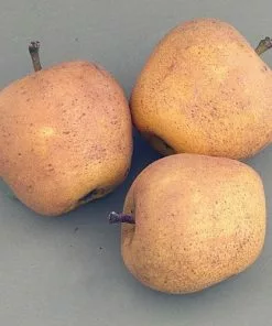 Future Forests Apple Pitmaston Pine Apple