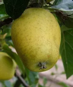 Future Forests Apple Pitmaston Pine Apple