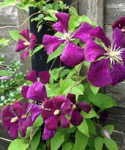 Future Forests Clematis Polish Spirit