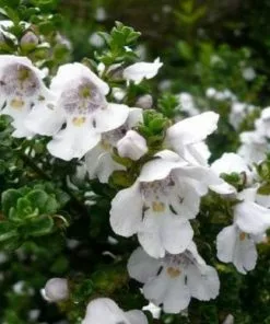 Future Forests Shrubs Prostanthera Cuneata