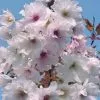 Future Forests Trees Prunus Shizuka/Fragrant Cloud 2 Future Forests Trees Prunus Shizuka/Fragrant Cloud