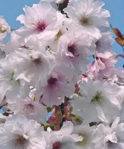 Future Forests Trees Prunus Shizuka/Fragrant Cloud