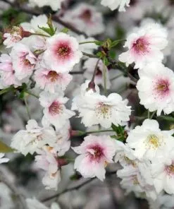 Future Forests Trees Prunus Incisa February Pink