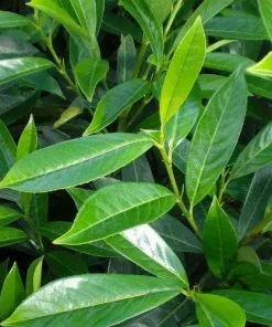 Future Forests Prunus Laurocerasus Caucasica