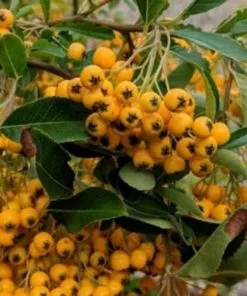 Future Forests Pyracantha Golden Charmer