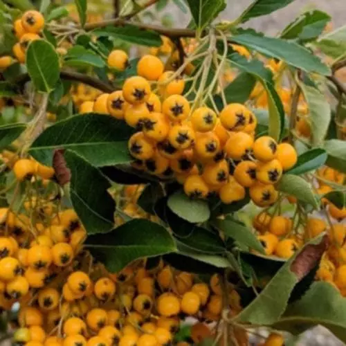 Future Forests Pyracantha Golden Charmer 3 Future Forests Pyracantha Golden Charmer