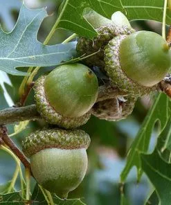Future Forests Quercus Buckleyi - Texas Red Oak