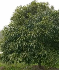 Future Forests Quercus Myrsinifolia - Chinese Evergreen Oak