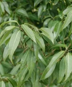 Future Forests Quercus Myrsinifolia - Chinese Evergreen Oak