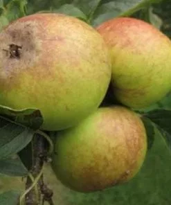 Future Forests Apple Rawley's Seedling