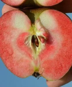 Future Forests Apple Red Devil Fruit