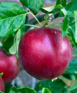 Future Forests Apple Red Devil Fruit