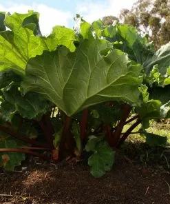 Future Forests Rhubarb Glaskin’s Perpetual