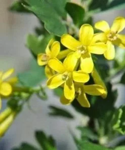 Future Forests Ribes Odoratum Aureum Shrubs