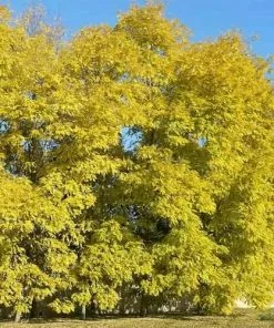 Future Forests Robinia Pseudoacacia Frisia - Golden Robinia Trees
