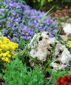Future Forests Groundcover Alpine And Rockery Perennials Mix