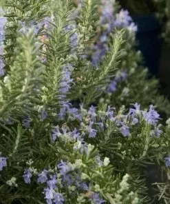 Future Forests Rosmarinus Officinalis Pointe Du Raz Herbs