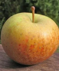 Future Forests Apple Ross Nonpareil Fruit