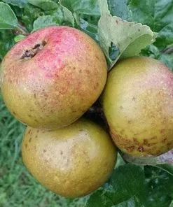 Future Forests Apple Sam Young Fruit