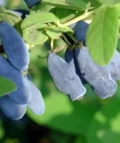 Future Forests Fruit Honeyberry - Lonicera Caerulea Duet