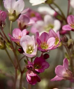 Future Forests Groundcover Alpine And Rockery Perennials Mix