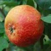 Future Forests Apple Scarlet Crofton Fruit 2 Future Forests Apple Scarlet Crofton Fruit