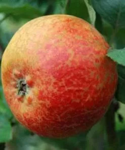 Future Forests Apple Scarlet Crofton Fruit