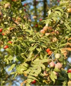Future Forests Trees Sorbus Domestica - True Service Tree