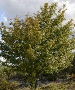 Future Forests Trees Sorbus Domestica - True Service Tree