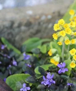 Future Forests Groundcover Alpine And Rockery Perennials Mix