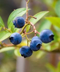 Future Forests Fruit Blueberry Brigitta